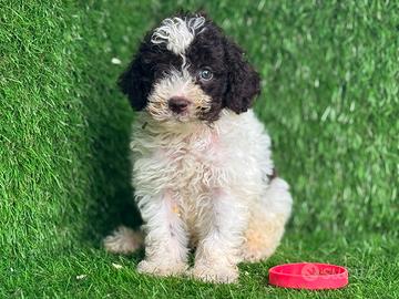Lagotto romagnolo