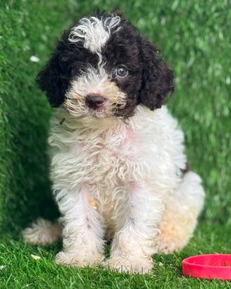 Lagotto romagnolo