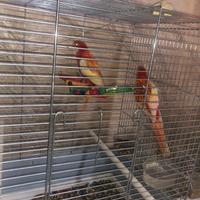 Paggalli Rosella di mutazione