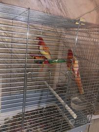 Paggalli Rosella di mutazione