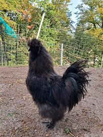 Gallo