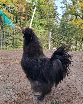 Gallo