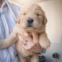 Maschio di golden americano