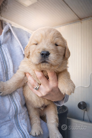 Maschio di golden americano