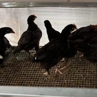 Galline Marans