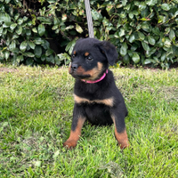 Rottweiler cucciola