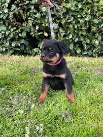 Rottweiler cucciola