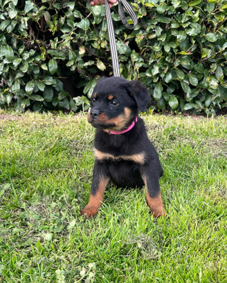 Rottweiler cucciola