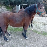 Femmina tre anni e mezzo