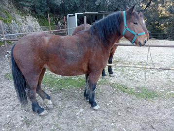 Femmina tre anni e mezzo