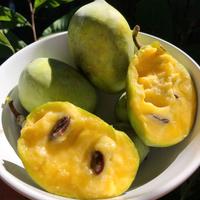 Piante di Asimina triloba detto banano di Montagna