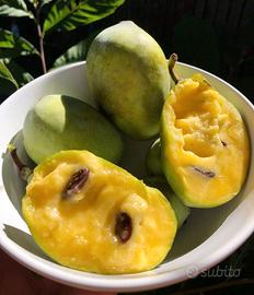 Piante di Asimina triloba detto banano di Montagna