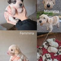 Cuccuoli incrocio simil segugio pelo lungo