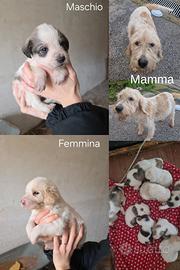 Cuccuoli incrocio simil segugio pelo lungo