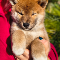Cuccioli Shiba Inu Pura Razza Pedigree Enci