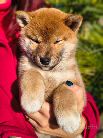 Cuccioli Shiba Inu Pura Razza Pedigree Enci