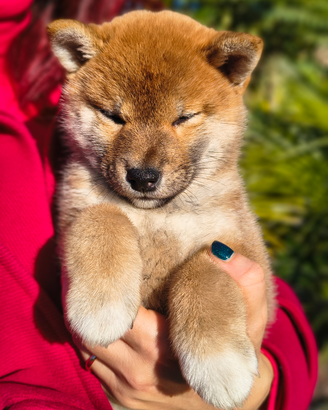 Cuccioli Shiba Inu Pura Razza Pedigree Enci