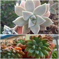 Talee di piante grasse