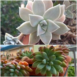 Talee di piante grasse