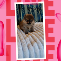 Spitz Pomerania nano