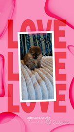 Spitz Pomerania nano