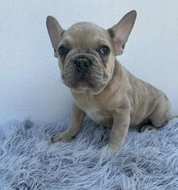 bulldog francesi cuccioli
