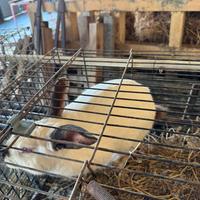 Coniglio californiano