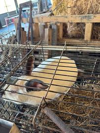 Coniglio californiano