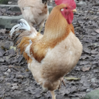 Ho 2 Galli I più nel mio pollaio