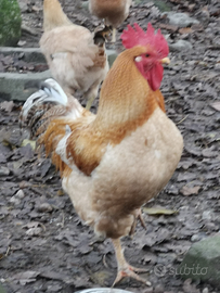 Ho 2 Galli I più nel mio pollaio