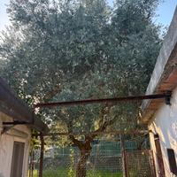 albero olivo