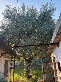 albero olivo