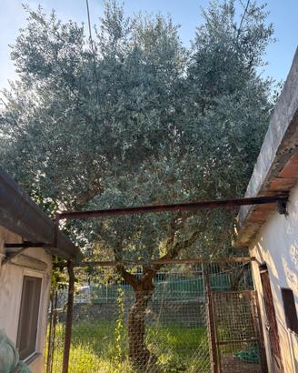 albero olivo