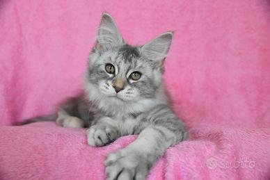 Cucciolo Maine coon black tortie silver