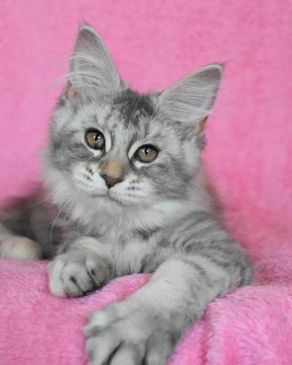 Cucciolo Maine coon black tortie silver