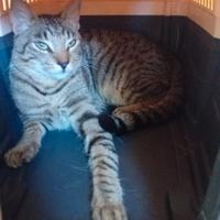 Gatto elegante e sontuoso