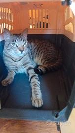 Gatto elegante e sontuoso