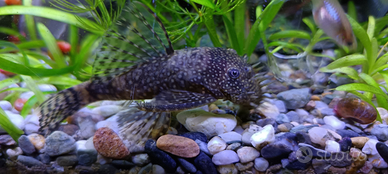 Pulitore ancistrus