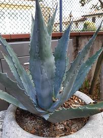 Agave verde