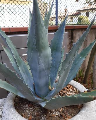 Agave verde