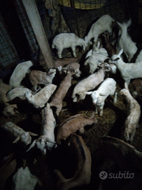 Capretti maschi femmina