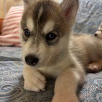 Cucciolata Siberian Husky