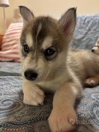Cucciolata Siberian Husky