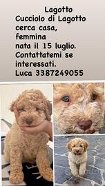 Cucciolo di Lagotto Romagnolo