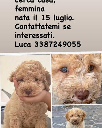 Cucciolo di Lagotto Romagnolo