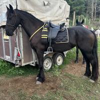 Sella portera alta esquela spagnola artigianale