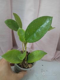 Hoya carnosa fiori bianchi