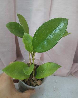 Hoya carnosa fiori bianchi