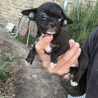 Chihuahua mini toy