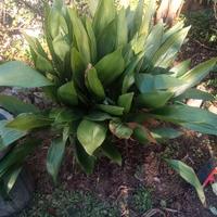 Pianta aspidistra